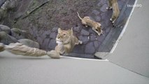 This Toy Proves Lions are Just Big House Cats