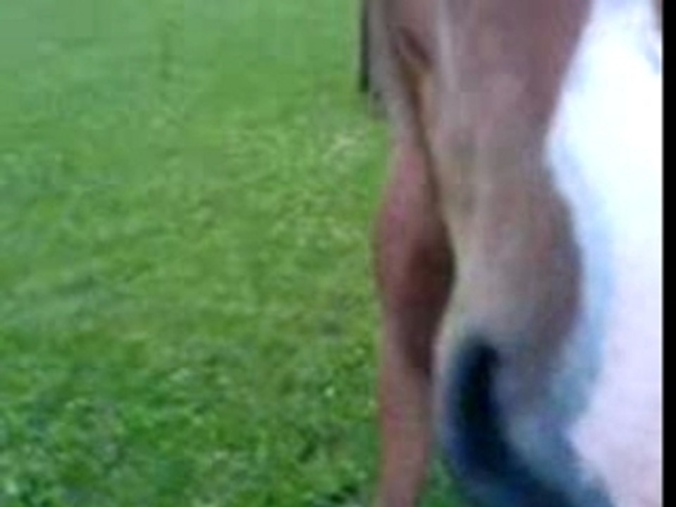 mOn Cheval Au galOp avec SeS pOteS