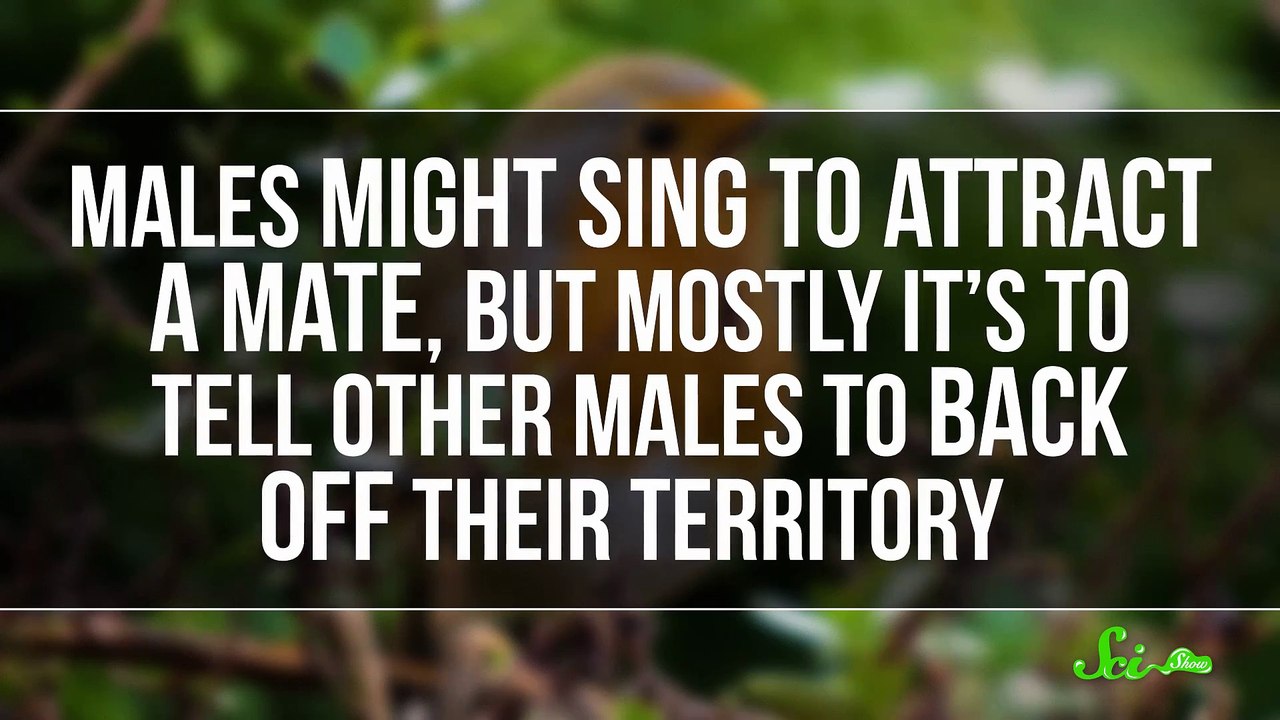 Why Do Birds Sing in the Morning?