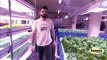 Greens and Gills Indoor aquaponics farming