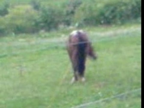 GRiiNGO AU GALOP VEC SES POTES LOL