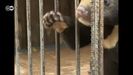 Köpek yavrusu diye ayı büyüttü