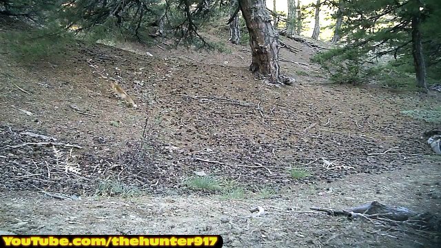 Wildlife Trail Camera. Vahşi Yaşam Fotokapan Görüntüleri