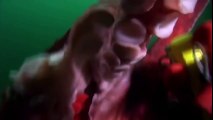 Discovery channel animals documentary - Giant pacific octopus - National Geographic Animal planet