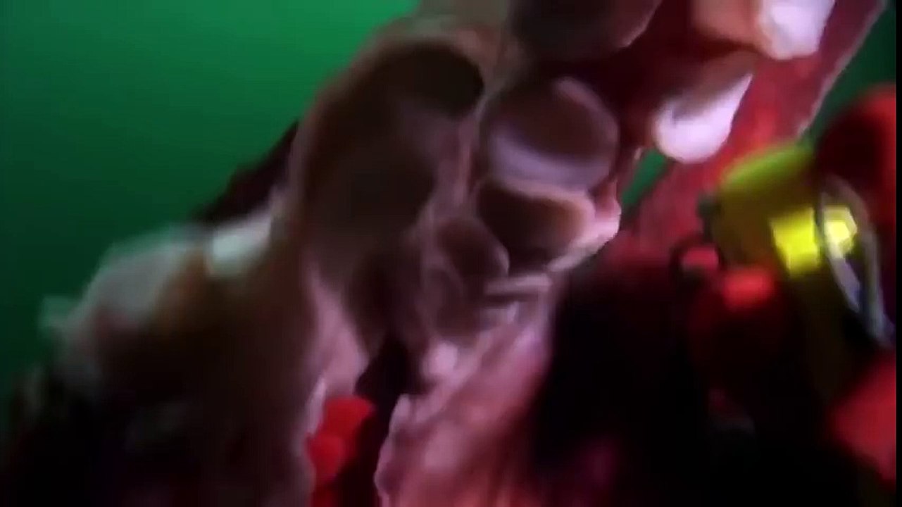 Discovery channel animals documentary - Giant pacific octopus - National Geographic Animal planet