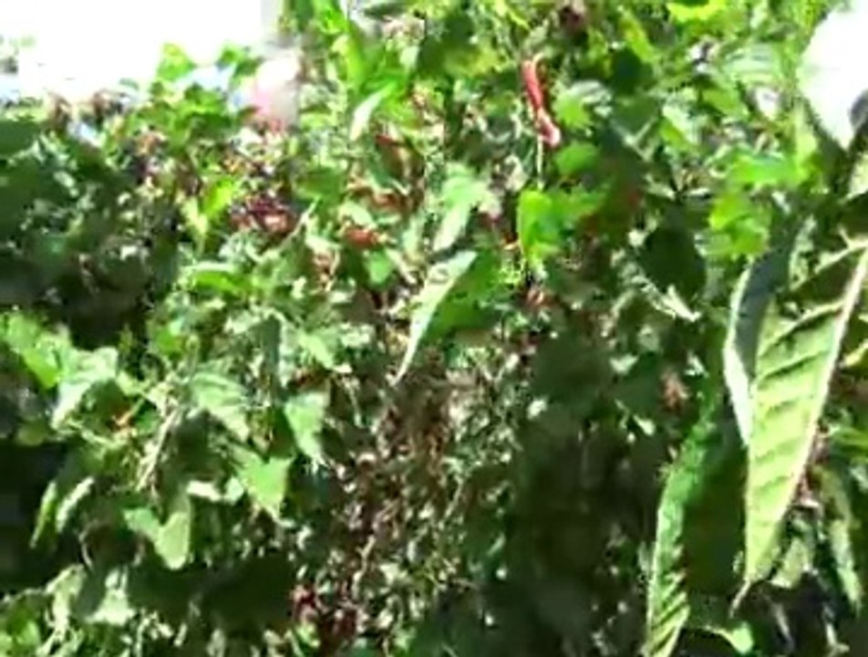 Saklı Cennet Takoran'ın Meşhur Organik Kara Dut'u-4-5-2016