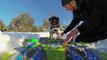 GoPro: Brandy the Snowboarding Pug