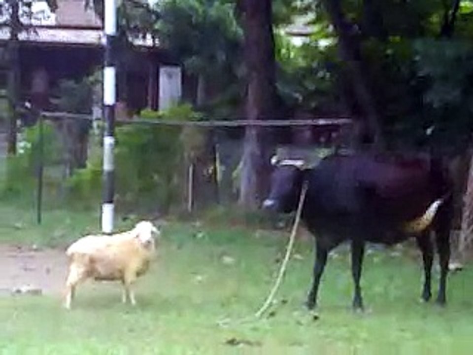 Sheep vs black Cow
