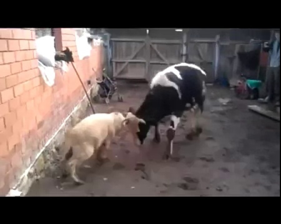 Sheep-vs-Cow