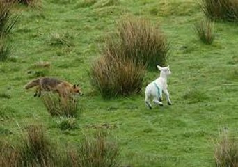 wild scottish-Fox for breakfast Sheep pasture