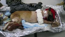 Il soldato adotta il cane che gli ha salvato la vita: l’amore lo farà guarire!