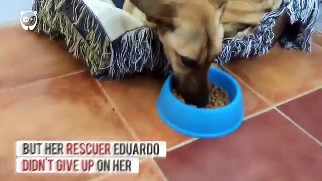 TROVA questo RANDAGIO, prova a metterlo sulle sue zampe, ma si rende conto che la situazione è MOLTO GRAVE!