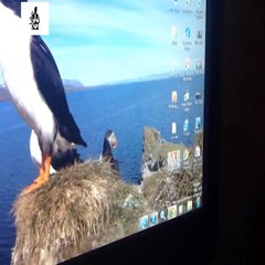 تحميل الواتس اب وبرامج مجانيه بدون جيليبريك