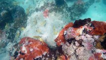 Lobster, stingrays, pufferfish, and caves. Snorkeling Key West, April 2016