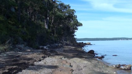 What Strange Sea Creature Is This?