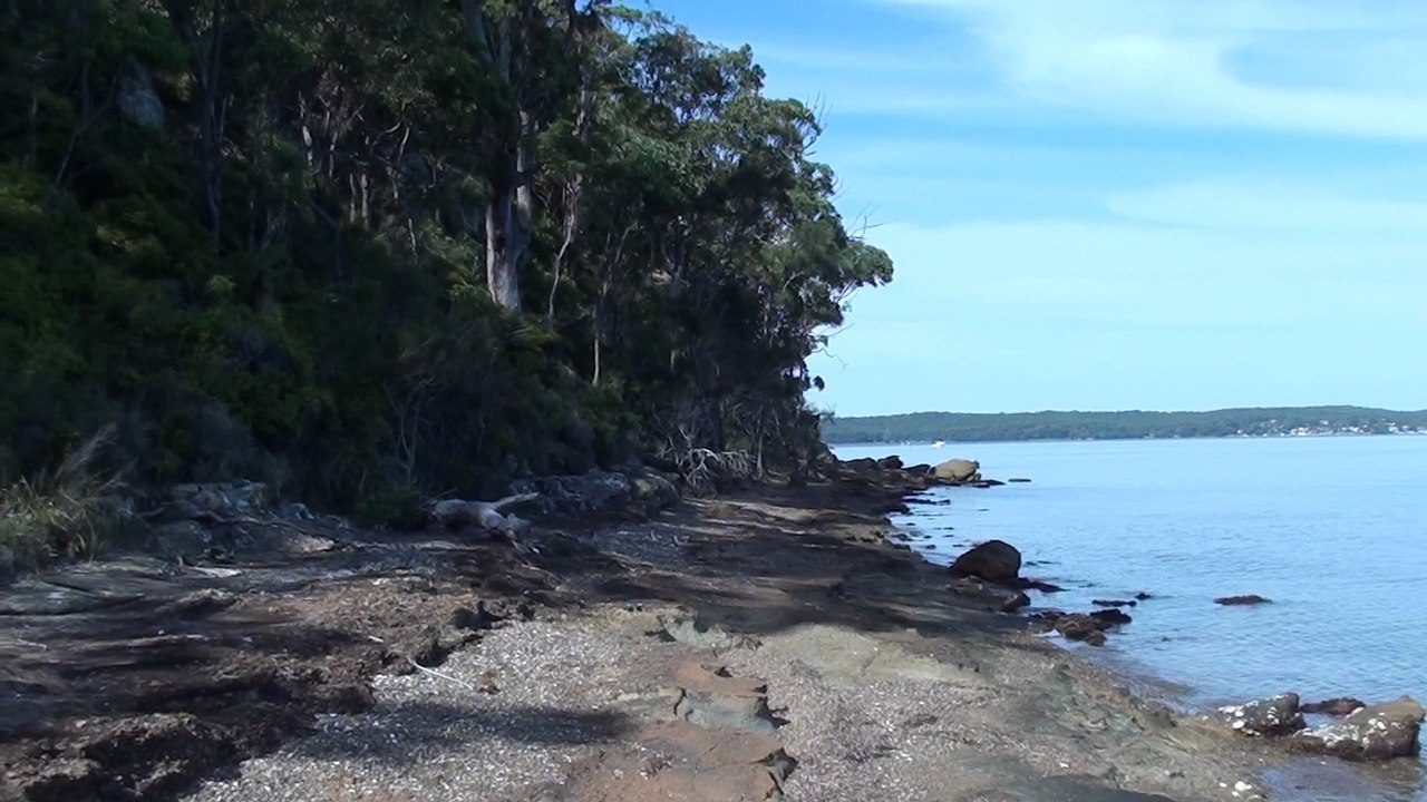 What Strange Sea Creature Is This?