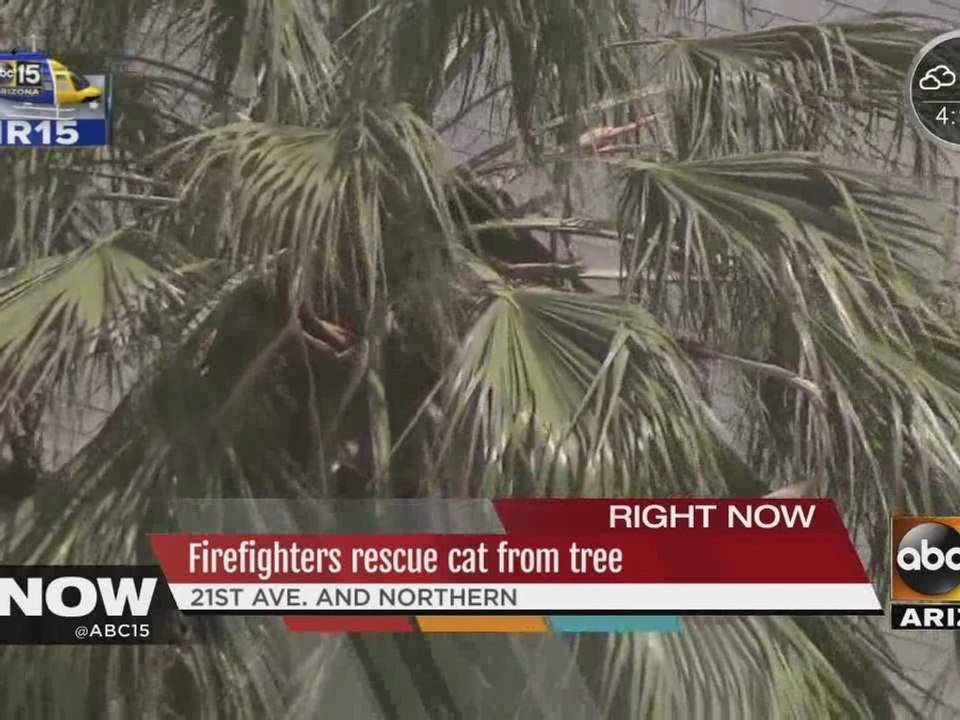 Firefighters rescue cat from tree