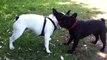 Cute French Bulldog Puppy Fight. (20 month old vs 14 month old)