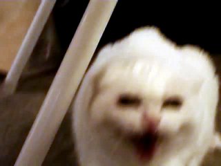 Don t Pet This Kitty!! Pt. 1