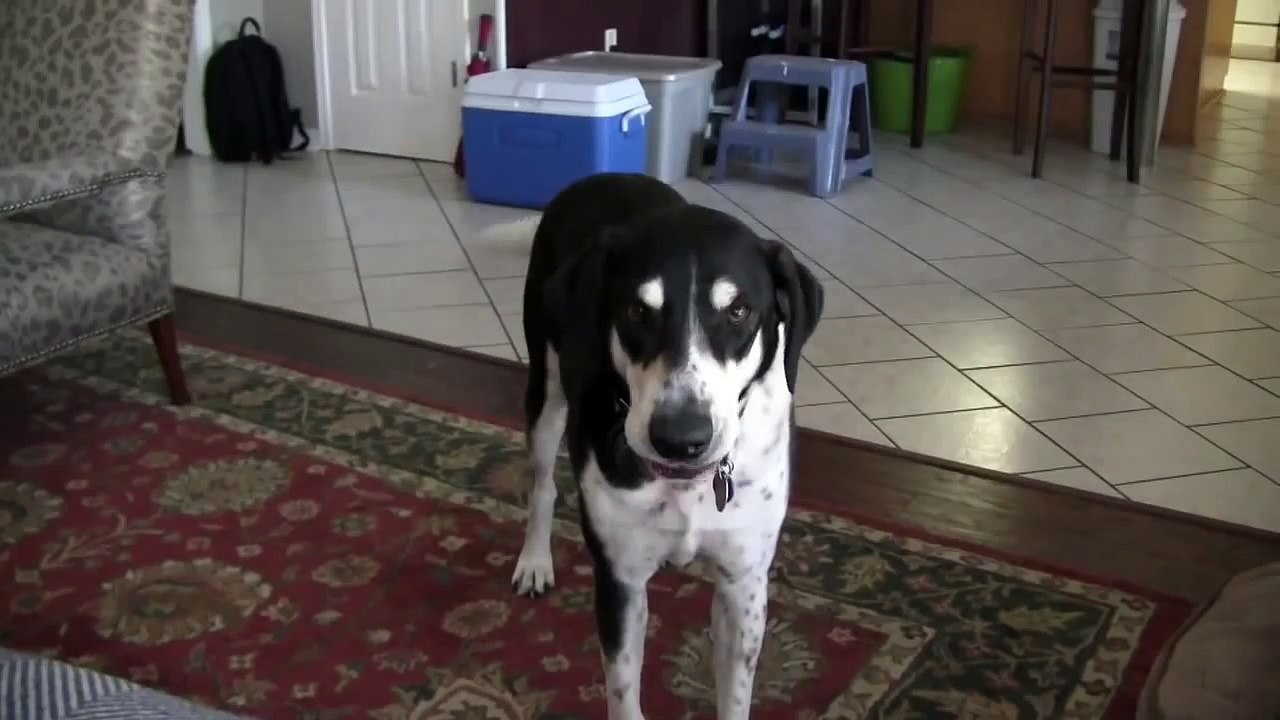 Dog Wants a Kitty (2)