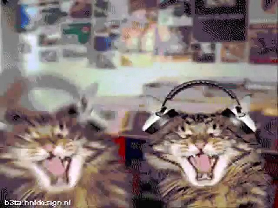 cat i m a kitty cat