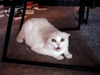 Don t pet this Kitty!! Pt. 2