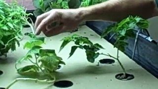 How to Control Insects in your Aquaponics System
