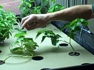How to Control Insects in your Aquaponics System