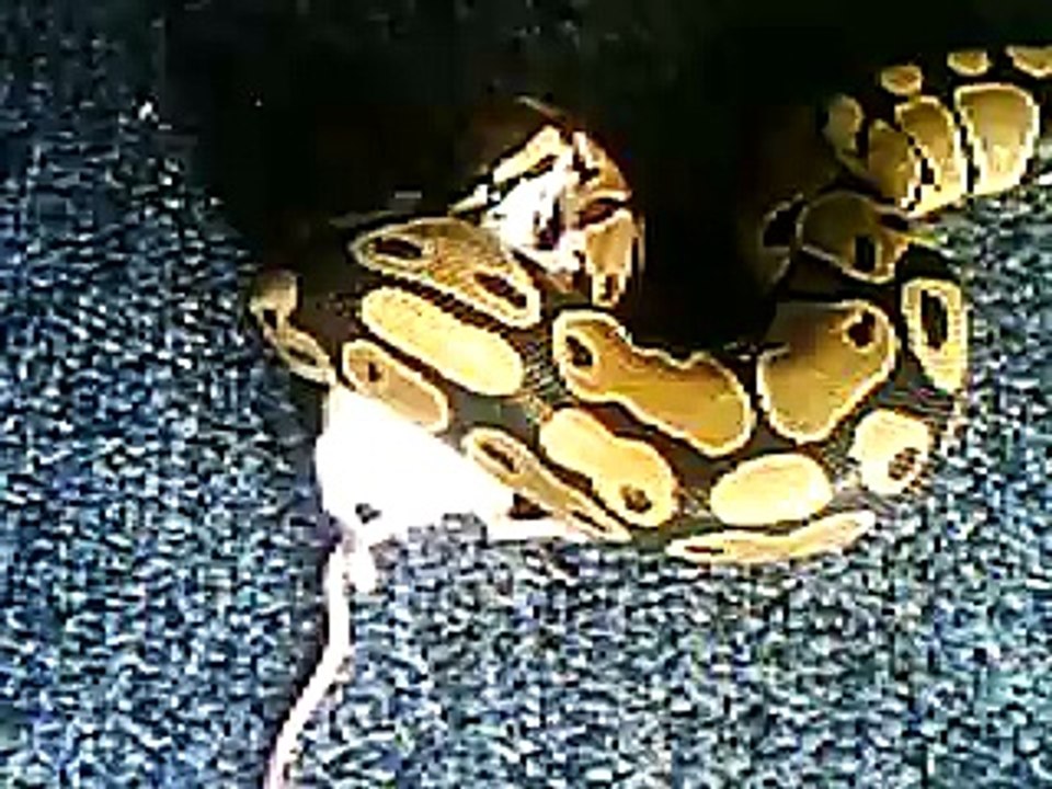 BALL PYTHON EATS AND SWALLOWS LIVE MOUSE!!!