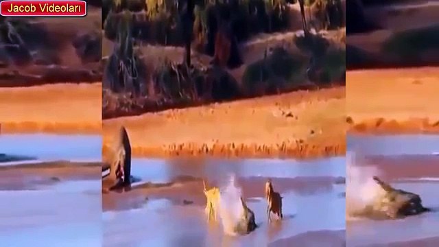 Craziest Animal Fights ►► Most Amazing Wild Animal Attacks, lion vs kangal dog crocodile hippo snak