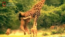 Craziest Animal Fights ►► Most Amazing Wild Animal Attacks, lion vs dog, giant anaconda, croc, bear