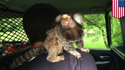 Man crashes car and runs from scene with pet monkey on his back
