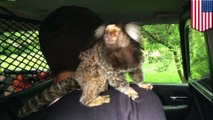 Man crashes car and runs from scene with pet monkey on his back