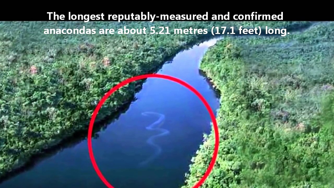 FACTS About Giant Anaconda vs Jaguar !!! Who will win the real fight ? attacks, attack, animal