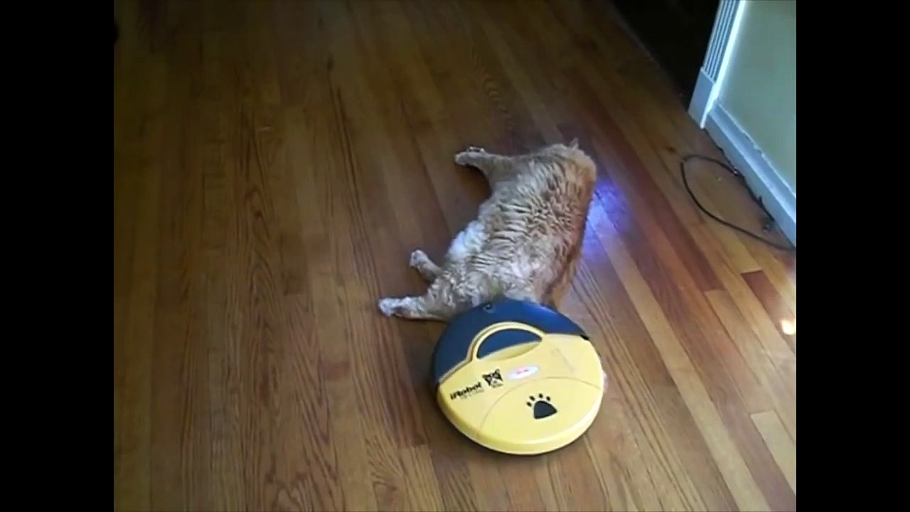 Cats, Kittens and Felines- National Cat Day