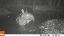 Camera-trap, Kalaweit Supayang Reserve, West Sumatra, April 2016