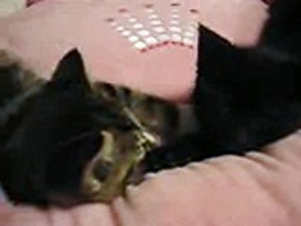 Kittens 25