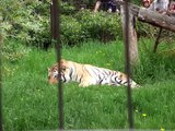 2009.06.15 Calgary Zoo Eurasia Siberian Amur Tiger