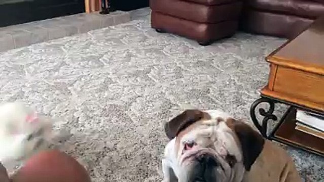 Pet Shipping Company - AirVets Pet Relocation