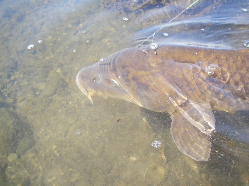 80cmの鯉が釣れるまで頑張るシリーズ　①　　　　Keep trying to catch 80cm carp、 Episode 1