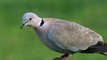 Collared doves at the British Wildlife Centre