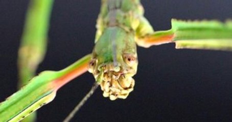 Dünyanın En Uzun Böceği Çin'de