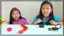 Innovation Scorpion and Giant Scolopendra Creepy Crawlers Toys | HD