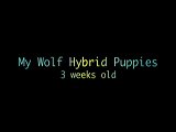 wolf hybrid puppies 1