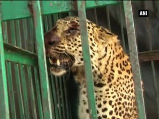 Thirsty leopard wanders into village