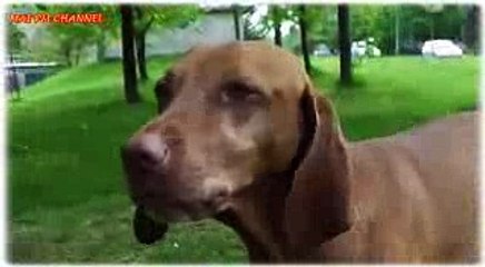 Animals Channel Dog health care, funny Dog Dog