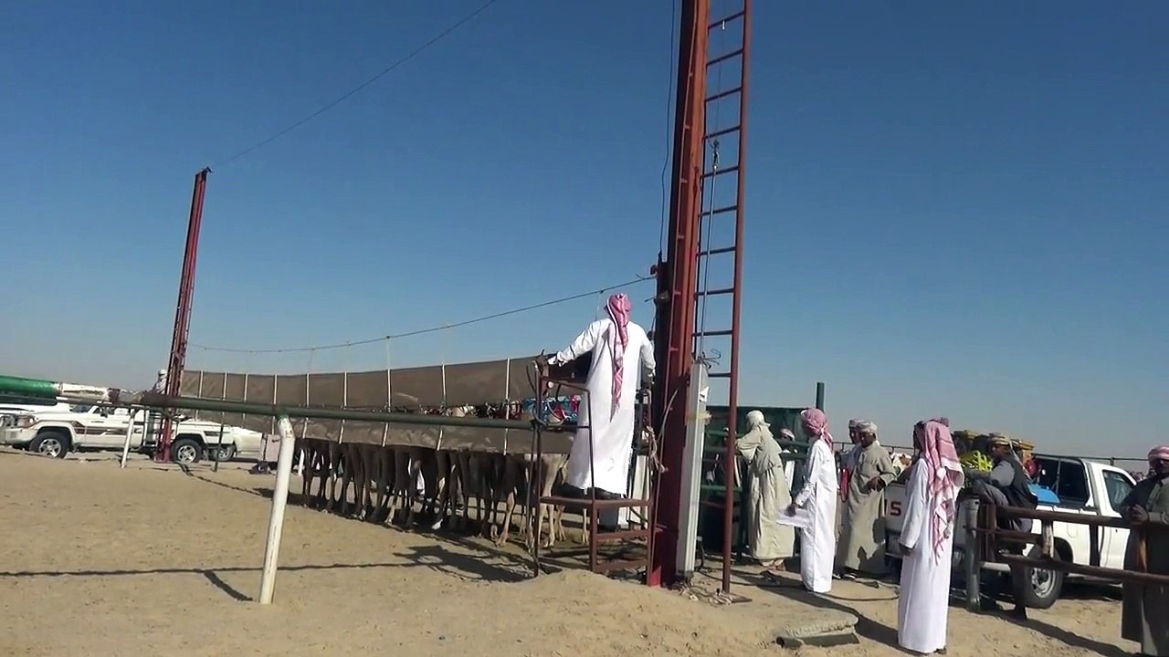 25 جباره ملك عبد الله بن سفران ال سفران