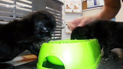 Tiny puppies eat their first solid meal