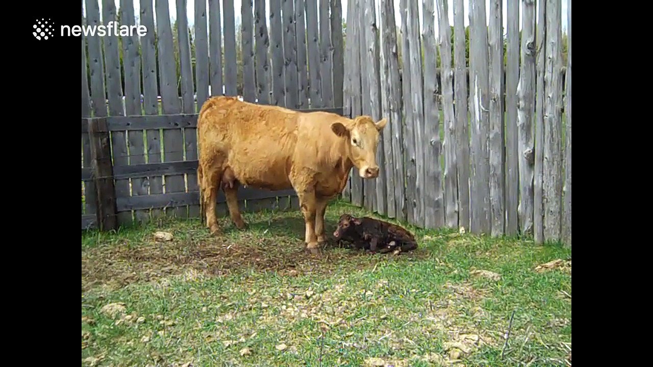 Newborn calf stands for the very first time