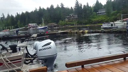 Ketchikan: Alaska Whale Feeding in Knudson Cove!